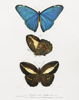Plakat - Different Types of Butterflies II - Admen.dk