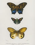 Plakat - Different Types of Butterflies III - Admen.dk