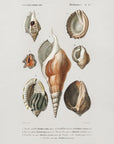 Plakat - Different Types of Mollusks - Admen.dk