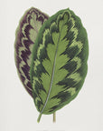 Plakat - Calathea Veitchiana leaf art - Admen.dk