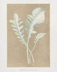 Plakat - Centaurea Candidissima Leaf Illustration - Admen.dk