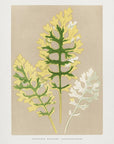 Plakat - Cineraria Maritima Fairbairnianum Leaf Illustration - Admen.dk