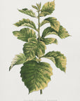 Plakat - Common Hawnthorn Leaf Illustration - Admen.dk