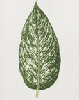 Plakat - Dieffenbachia Seguina Leaf Illustration - Admen.dk