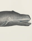 Plakat - Whale Ii Tight Crop Handcolored Sealife Lithograph 1824 - Admen.dk