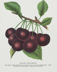Plakat - Black Tartarian Cherry Lithograph - Admen.dk