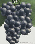 Plakat - Campbell's Early Grape Lithograph - Admen.dk