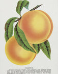 Plakat - Champion Plum Lithograph - Admen.dk