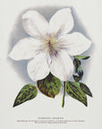 Plakat - Clematis Flower Lithograph - Admen.dk