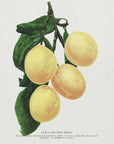 Plakat - Coe's Golden Drop Plum Lithograph - Admen.dk