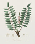 Plakat - Boswellia Serrata Medical Botany - Admen.dk