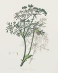Plakat - Caraway (carum Carui) Medical Botany - Admen.dk