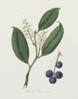 Plakat - Cherry Laurel (prunus Laurocerasus) Medical Botany - Admen.dk