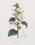 Plakat - Common Marshmallow (althea Officinalis) Medical Botany - Admen.dk
