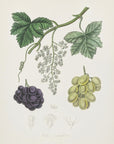 Plakat - Common Grape Vine (vitis Vinifera) Medical Botany - Admen.dk