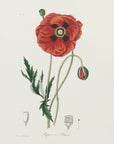 Plakat - Common Poppy (papaver Rhoeas) Medical Botany - Admen.dk