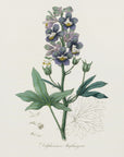 Plakat - Delphinum Staphisagria Medical Botany - Admen.dk