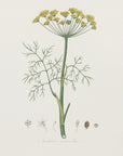 Plakat - Dill (anethum Graveolens) Medical Botany - Admen.dk