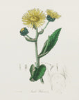 Plakat - Elecampane (inula Helenium) Medical Botany - Admen.dk