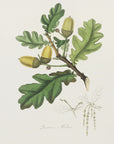 Plakat - English Oak (quercus) Medical Botany - Admen.dk