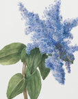 Plakat - California Lilac (1935) - Admen.dk