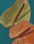 Plakat - 58