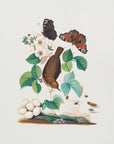 Plakat - House Wren - Admen.dk