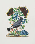 Plakat - Northern Wheatear