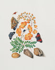 Plakat - Caesalpinoid Legume - Admen.dk
