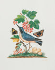 Plakat - Subalpine Warbler - Admen.dk