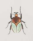 Plakat - Cacique Beetle - Admen.dk