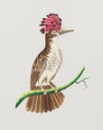 Plakat - Crested Tody - Admen.dk