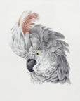 Plakat - Cockatoo Head - Admen.dk