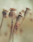 Plakat - Seed stock