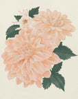 Plakat - Pink Dahlia on Cream