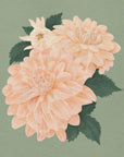 Poster - Pink Dahlias