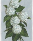 Poster - Bluma hydrangea bouquet