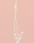 Plakat - Gypsophila ink sketch I (cream, pink)
