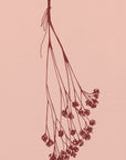 Plakat - Gypsophila ink sketch II