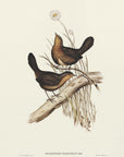 Plakat - Downy Pycnoptilus - Admen.dk