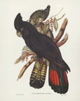 Plakat - Banksian Cockatoo - Admen.dk