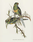 Plakat - Black Tailed Parakeet - Admen.dk