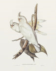 Plakat - Blood Stained Cockatoo - Admen.dk