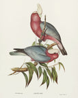Plakat - Cacatua Eos - Admen.dk