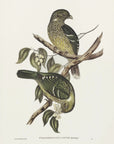 Plakat - Cat Bird - Admen.dk