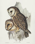 Plakat - Chestnut Faced Owl - Admen.dk