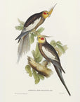 Plakat - Cockatoo Parakeet - Admen.dk