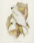 Plakat - Crested Cockatoo - Admen.dk