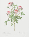 Plakat - Burgundian Rose, Les Roses (1817–1824) - Admen.dk