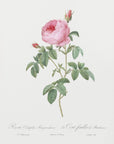 Plakat - Burgundy Cabbage Rose, Les Roses (1817–1824) - Admen.dk